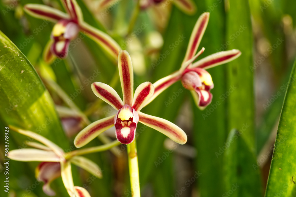 Obraz premium Beautiful orchid flowers