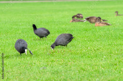 Eurasian Coots Eating Grass At Amsterdam The Netherlands 29-7-2020