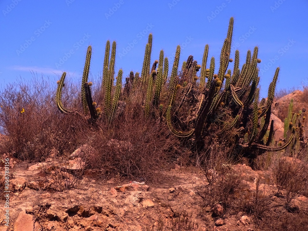 South America, Peru, altitude plain or altiplano located in the heart of the Andes cordillera South America, Peru, altitude plain or altiplano located in the heart of the Andes cordillera