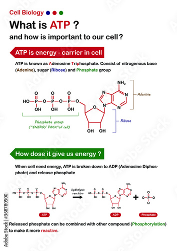 Scientific infographic explain about ATP (Adenosine triphosphate) and how does it work for cell biology?