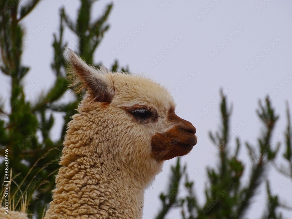South America, Peru, Lake Titicaca, llama or alpaca domestic mammal of the South American branch of the camelids South America, Peru, Lake Titicaca, llama or alpaca domestic mammal of the South American branch of the camelids