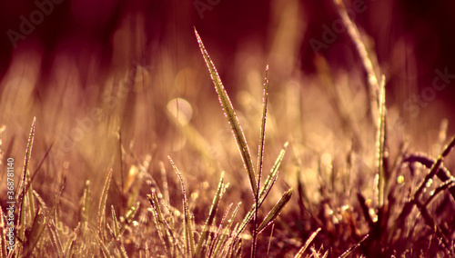 Źdźbło trawy z kroplami rosy w słońcu na łące