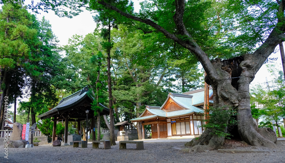 Naklejka premium 武水別神社 ケヤキ