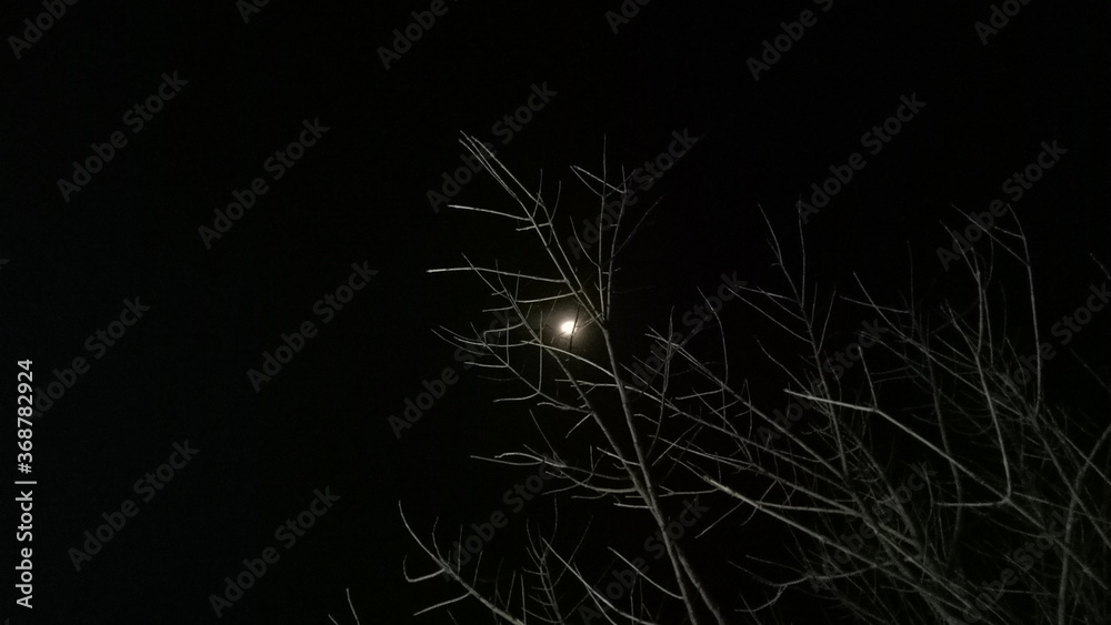 Moon and tree at night Moon and tree at night