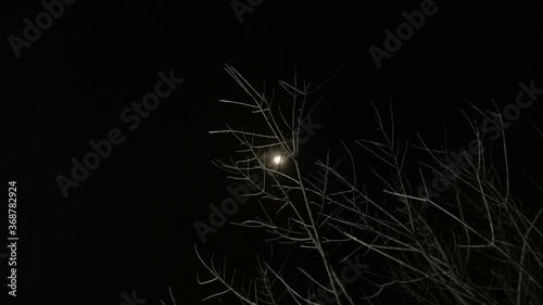 Moon and tree at night 