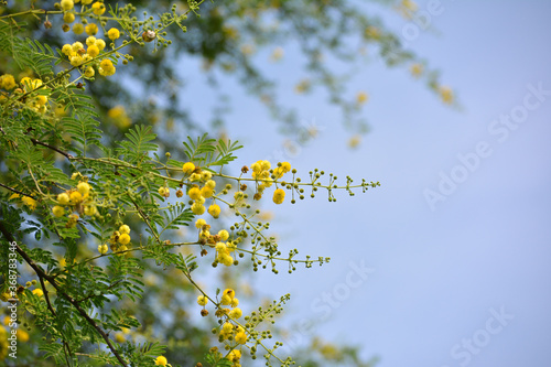 Vachellia nilotica or gum arabic flowers photo