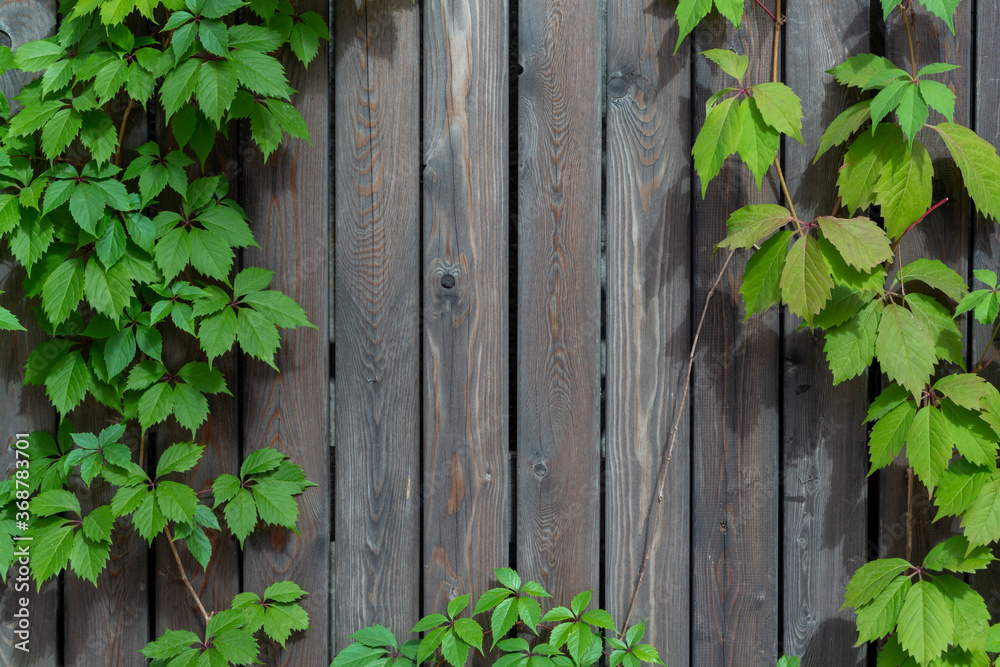 Abstract textured wooden background with frame of naturally growing ivy bushes. Copy space for your text and decoration. Theme of natural backgrounds.