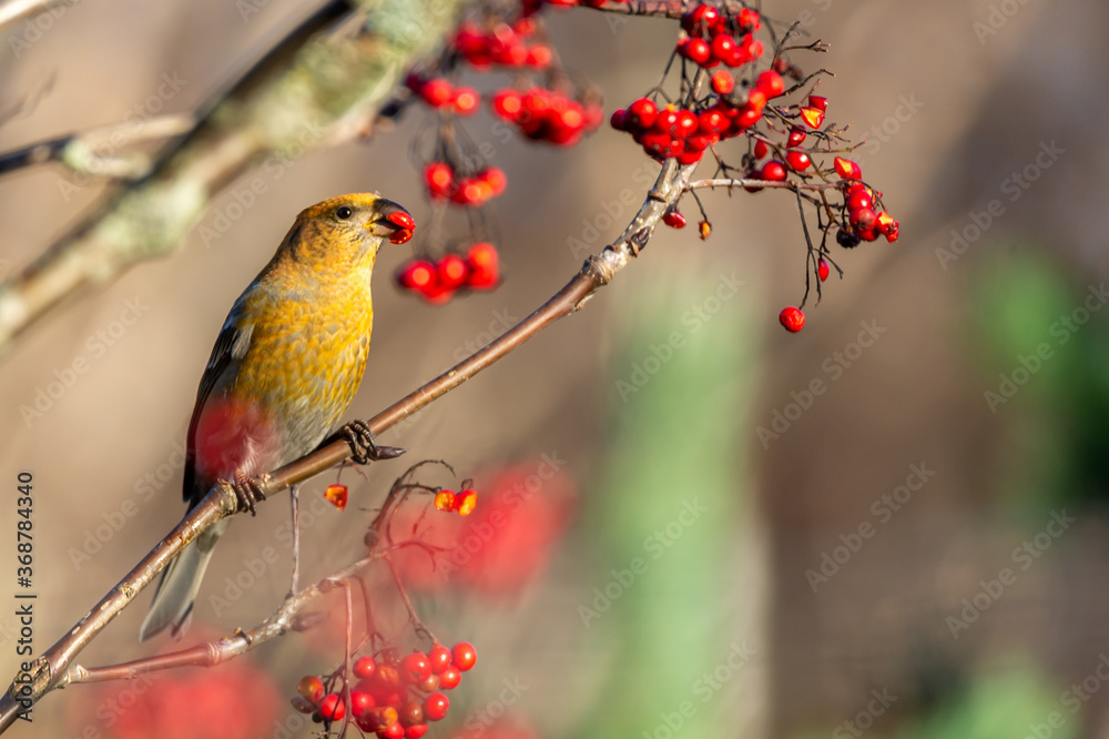 Pine grosbeak (Pinicola enucleator). Female finch sitting on a branch eating rowan berries in autumn. Close up and shallow debt of fields, blurred background, with copy space and place for text.