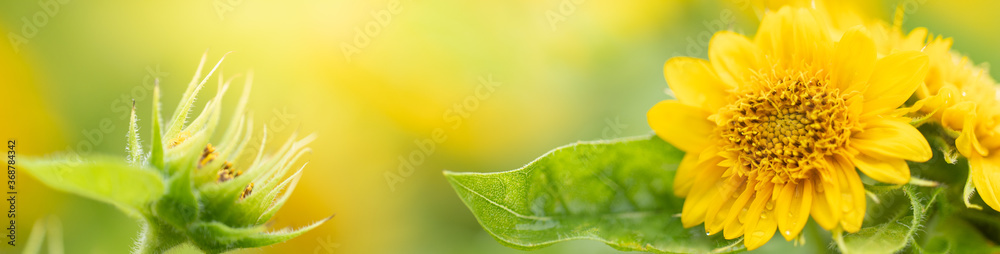 Nature of flower in garden using as cover page background natural flora wallpaper or template brochure landing page design