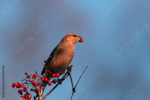 Pine grosbeak (Pinicola enucleator) unusual bird in Sweden. Male sitting on a branch eating rowan berries in autumn. Close up, blue blurred background with place for text, copy space. photo