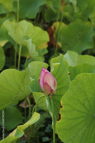                Ancient lotus flower