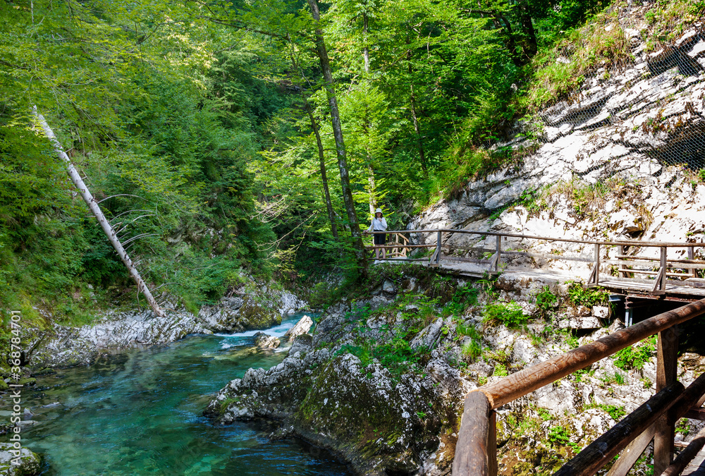 river in the forest