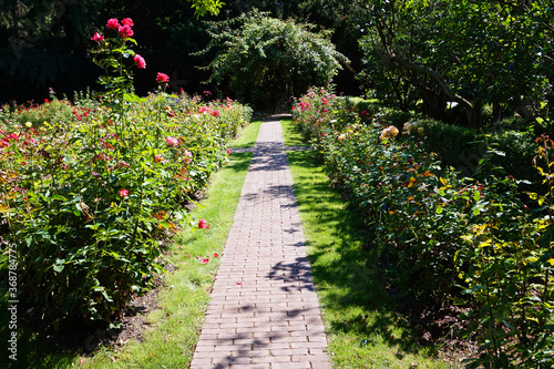 Path in garden, roses flowers