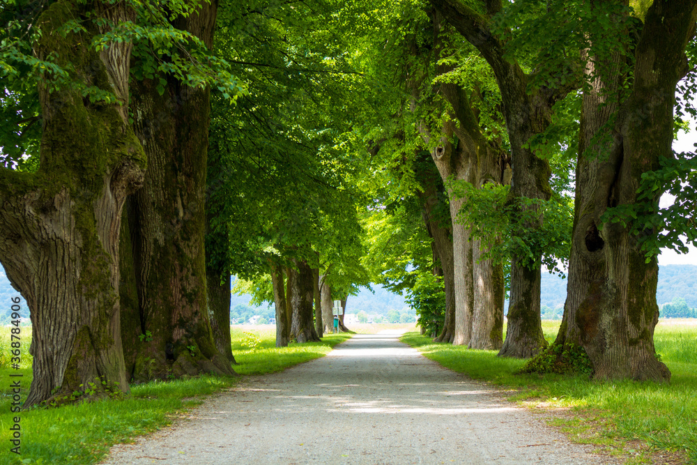 Peaceful tree line country road with in spring with green leaves.