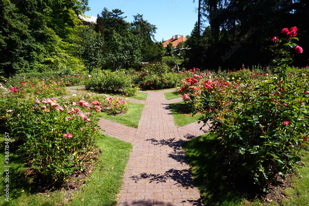 Path in garden, roses flowers