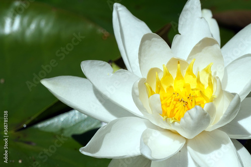 Fototapeta Naklejka Na Ścianę i Meble -  White lily flower in garden