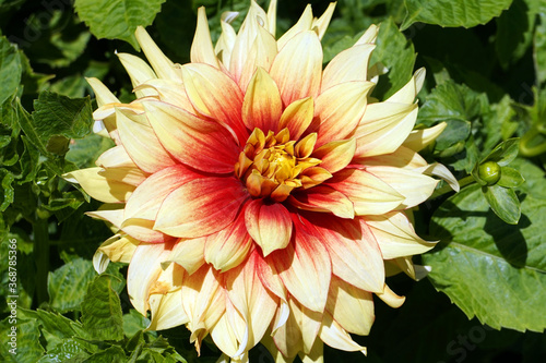 Orange dalhia flower in garden photo