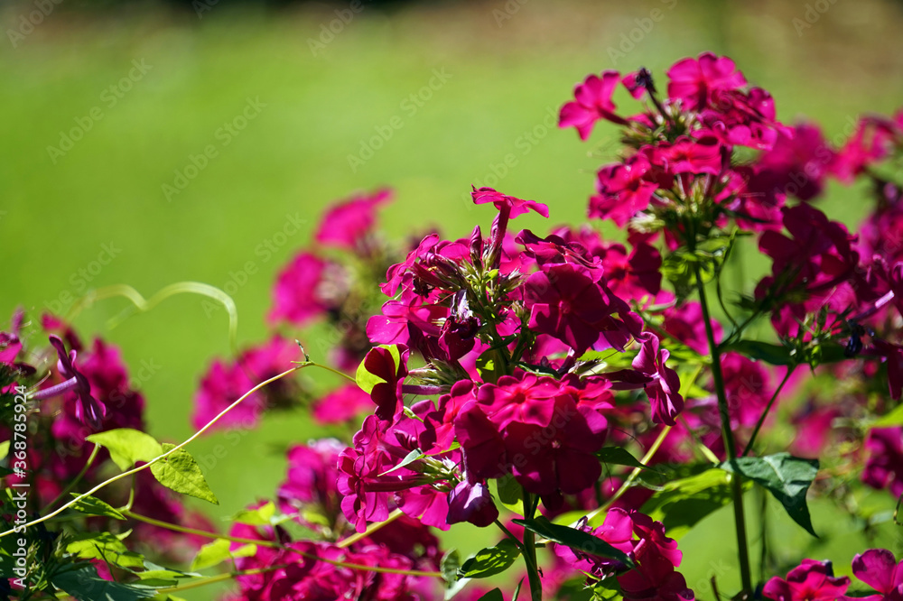 Fototapeta premium Pink orchid flowers in garden