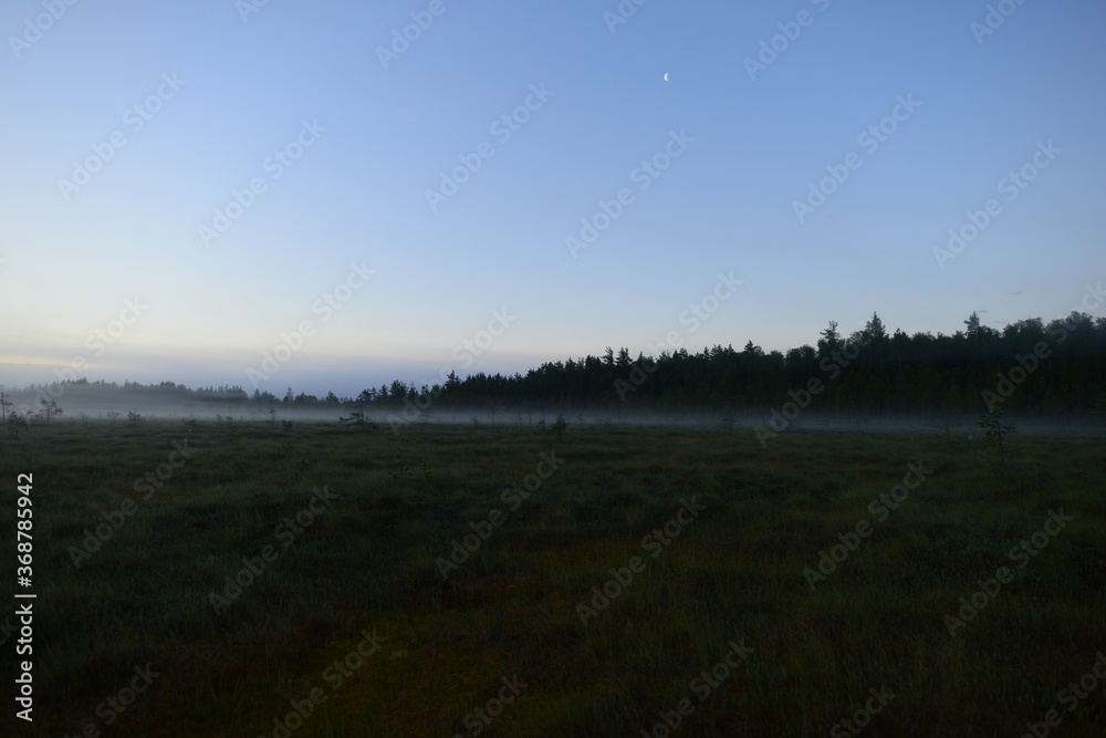 Blue clear moonlit sky over a forest swamp in predawn fog