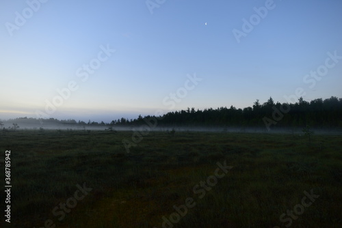 Blue clear moonlit sky over a forest swamp in predawn fog