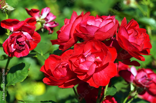 Red roses, flowers in garden