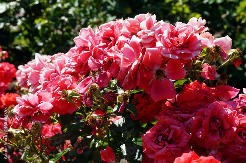 Pink roses  bouquet of flowers