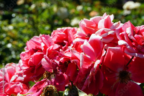 Pink roses, bouquet of flowers