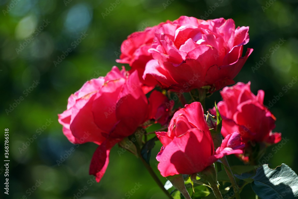 Pink roses, flowers in garden