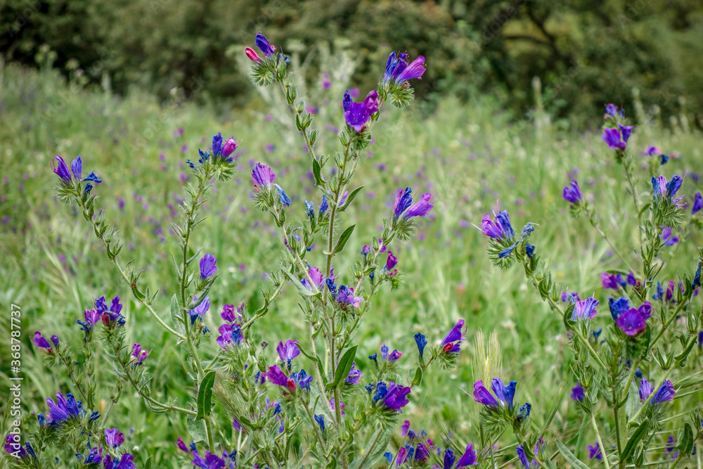 Fototapeta premium Purple flower