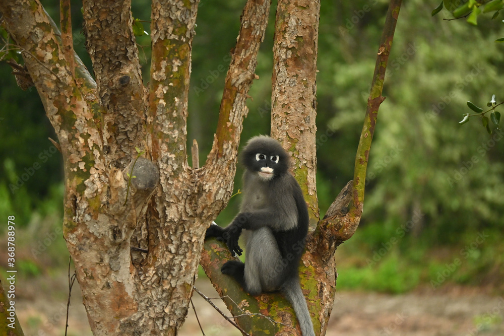 Obraz premium A beautiful langur climbing a tree.