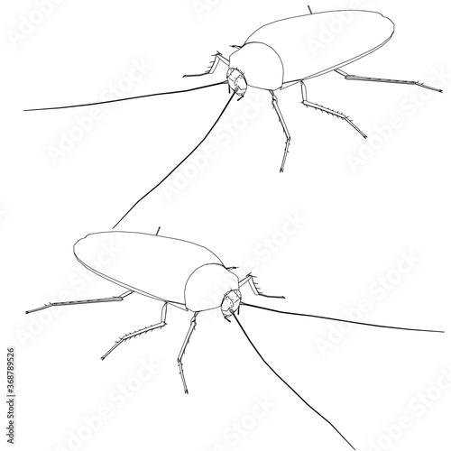 The outline of a detailed cockroach. Isometric view. Cockroach isolated on white background. Vector illustration
