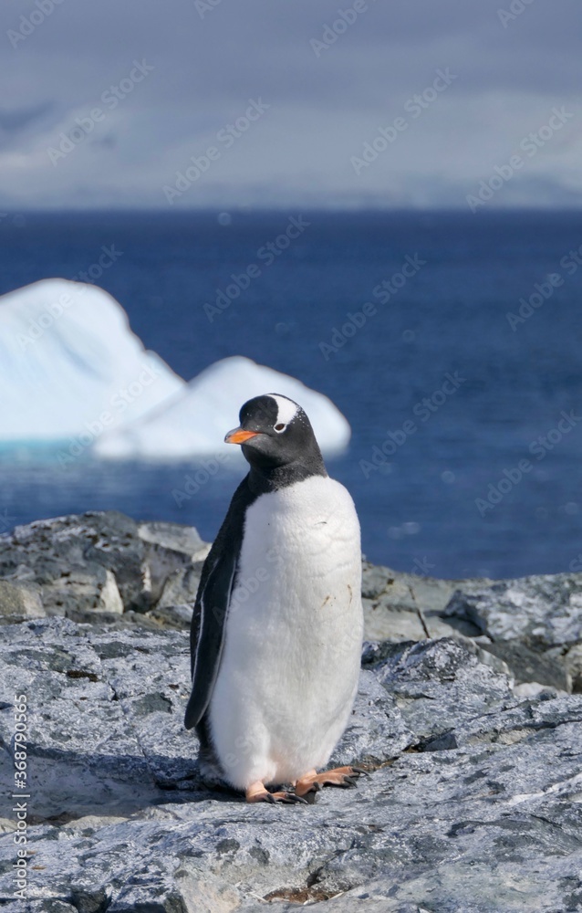 Naklejka premium Curious penguin standing on stone beach before iceberg, Antarctica
