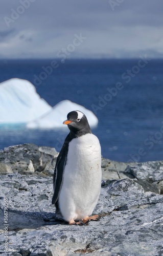 Curious penguin standing on stone beach before iceberg  Antarctica