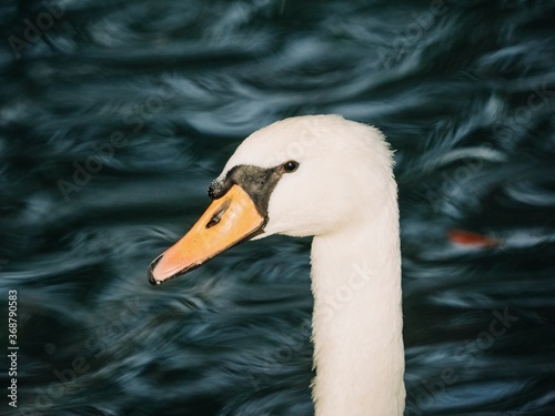 close up of white swan on the water