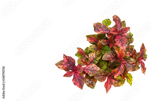 Colorful ground cover plant on white background - isolated -  Aerva sanguinolenta (L.) Blume  photo