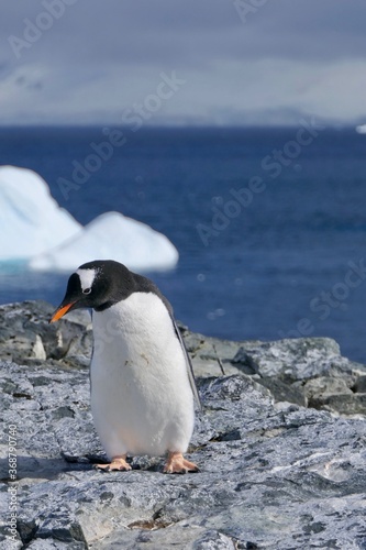 Curious penguin standing on stone beach before iceberg  Antarctica