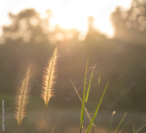 Wild grass during sunrise  warm glow.