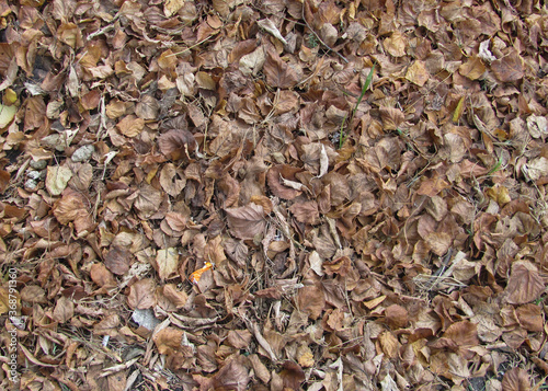 dry autumn fallen leaves completely cover the ground