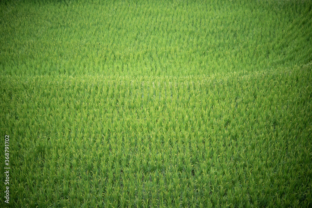 High angle view image of rice field in japan High angle view image of rice field in japan