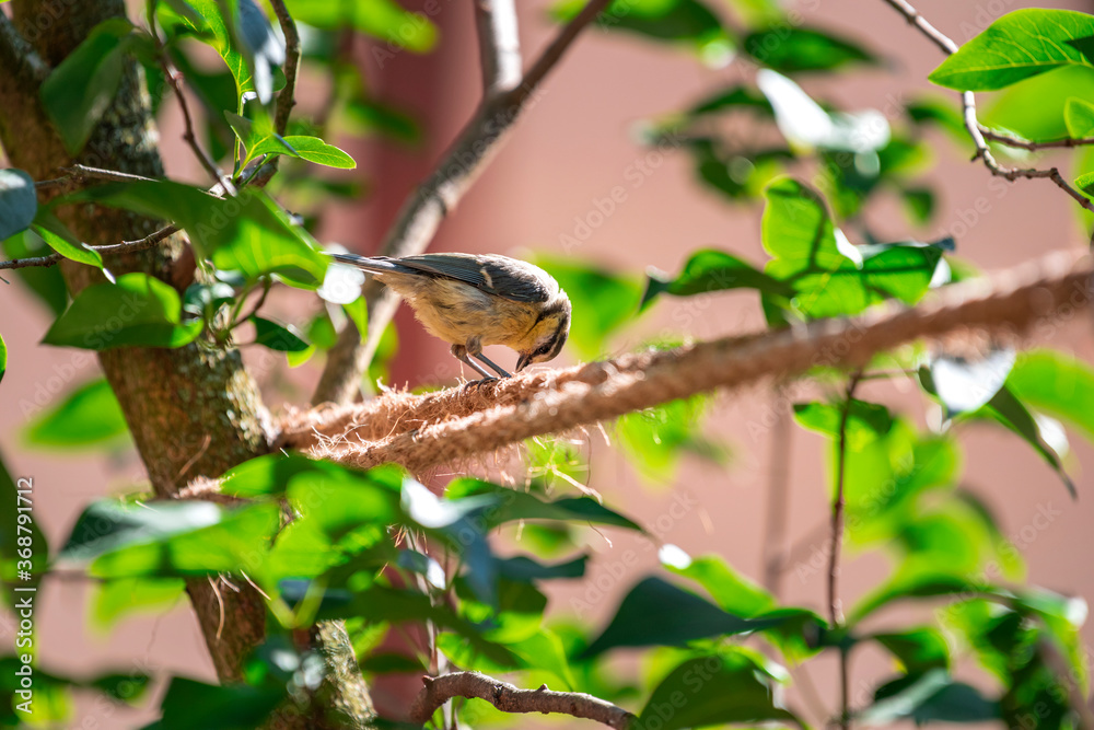 Spatz sitzt im Baum