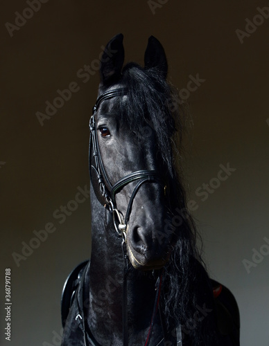 Friesian horse low key portrait in a dark stable 