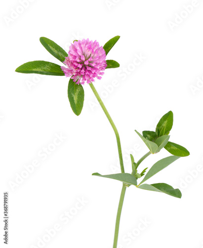 Clover flower on a stem with green leaves, isolated on white background.