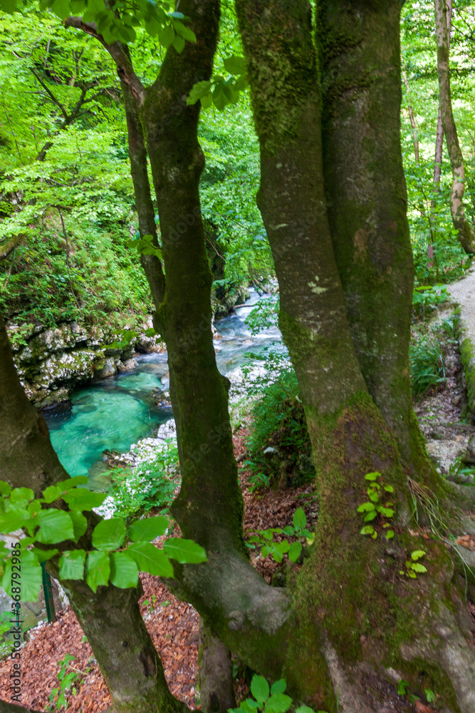 Fototapeta premium crystal clear water in a mountain river in an alpine gorge