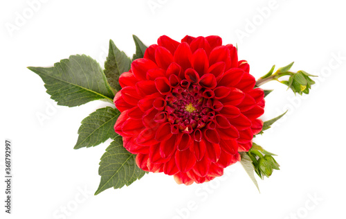 Dahlia flower. Red Dahlia flower with green leaves, isolated on white background, with clipping path. Top view.