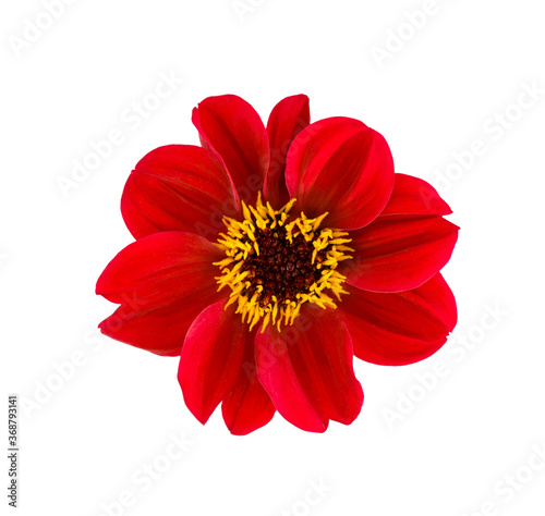 Dahlia flower. Red Dahlia flower isolated on white background, with clipping path. Top view.