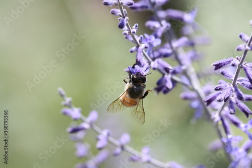 Honey bee collecting nectar on a flower of Russian Sage