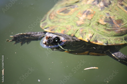 Red-Eared Slider is peeping out of a water 