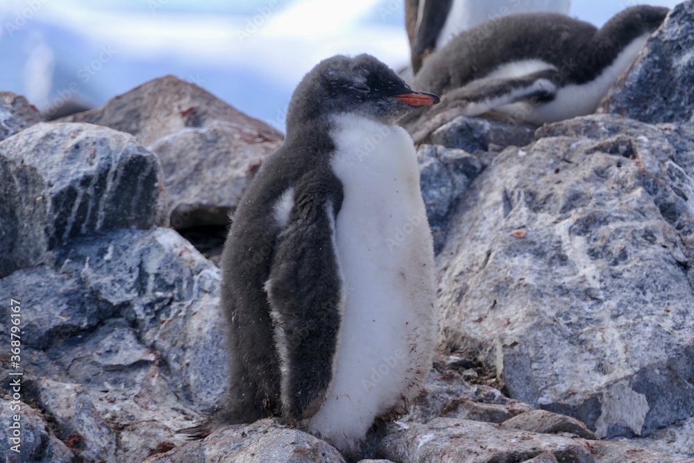 Fototapeta premium Fluffy penguin chick with funny hairstyle, Antarctica