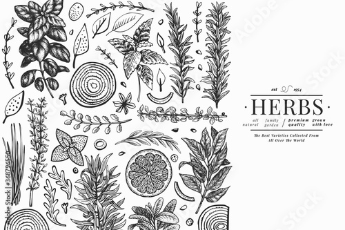 Culinary herbs banner template. Hand drawn vintage botanical illustration. Engraved style. Vintage food background. photo