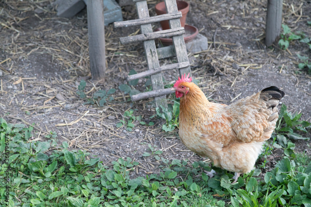 Fototapeta premium hen